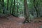 Moody forest with leaves.