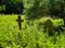 Moody graveyard scene with cross and backlight