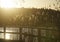 Moody landscape. Sunset across lake. Coastal reeds illuminated by the setting sun.