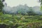 Moody landscape with terraced tea plantations surrounded by tropical forest. Photographed in Taiwan, Asia. Misty landscapes. Fog,