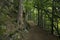 Moody mountain forest rocky trees dark nature environment with dirt lonely trail wilderness