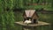 Moody nature park scenic view with lonely swan and wooden cabin bird house animal care landscaping object float on water calm