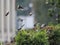 Moody photo. Dynamic aerial dance of a group of starlings with backlight wings in the garden.