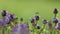 Moody photo. A syrphid hovering above a blooming meadow full of prunellas