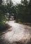 Moody road in the mountain wood between trees