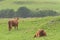 Moody scene of 2 highland cattle scottish bulls. One lies in grass, the other looks away