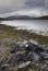 Moody sky above lakeshore with volcanic rocks and yellow growth