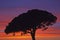 Moody sky with pine (Pinus), Camargue, France