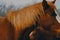 Moody Sorrel Horse Portrait closeup
