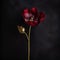 Moody Studio Photography Of Red Poppy With Symbolic Props