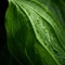Moody Tonalism: Close-up Of Green Leaf With Dropping Water