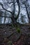 A moody vertical photograph of an ancient twisted tree in a forest