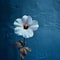 Moody White Flower Blossom Against Blue Wall A Captivating Nature-inspired Photograph