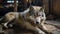 Moody Wolf In Barn: Intense Gaze And Soft Light