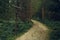 Moody wood land forest outdoor environment space with dirt trail for tourists and wooden road sign neat path