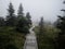 Moody wood path in the scary atmospheric forest surrounded by fog in every step.