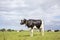Mooing black and white cow. Shiny black pied friesian holstein cow, in the Netherlands, standing on grass in a meadow, at the
