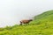 Mooing cow on the slopes of alpine meadows in the mountains among the clouds