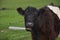 Mooing Shaggy Belted Galloway Calf With his Mouth Open