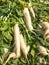 Mooli, Daikon, Raphanus sativus