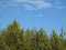 Moon against the blue sky above the pines