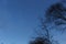 The moon appeared in the dark evening sky. Silhouettes of winter trees graceful against the sky