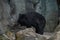 Moon bear ursus thibetanus hymalaia asia animal