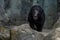Moon bear ursus thibetanus hymalaia asia animal