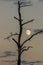 moon between the branches of a dead tree at sunset
