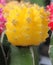 Moon Cactus Yellow, Gymnocalycium mihanovichii