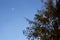 Moon during daytime and leaves of a tree