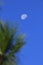 Moon and daytime pine leaves