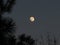 The moon in focus framed by silhouettes of pine tree branches at twilight