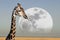 Moon - Giraffe - Etosha National Park - Namibia