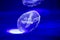 Moon Jelly Cnidaria