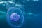 Moon jelly fish