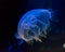 Moon jellyfish in an aquarium