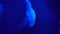 Moon jellyfish Aurelia aurita glowing in blue neon light. Transparent jellyfish close up