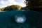 Moon Jellyfish in Calm, Tropical Lagoon