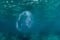 Moon Jellyfish in Caribbean Sea