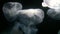 Moon Jellyfish Closeup