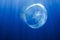Moon jellyfish floating in the ocean currents