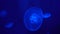 Moon Jellyfish floating slow in the underwater deep at blue background