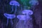 Moon jellyfish Showcase of Phuket Aquarium.Thailand