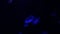 Moon Jellyfish Swimming (Macro HD)