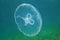 Moon jellyfish transparent underwater creature