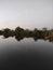 Moon, lake and reeds in the evening, vertical photo