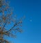 Moon and magnolia in blue sky