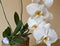 The moon orchid & x28;Phalaenopsis amabilis& x29; can be used as interior design elements that impart an elegant impression.