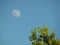 Moon Over Tree in a Cloudless Sky